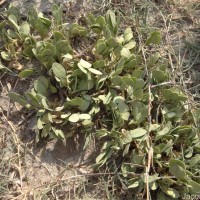 Synostemon bacciformis (L.) G.L.Webster
